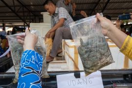 Kemarin, produksi udang  sampai investasi asing di IKN