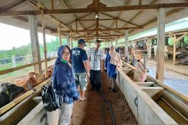 Memenuhi pakan ternak berkualitas, Dinas lakukan program "Si Anak Bunda"