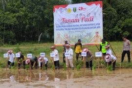 Tabalong targetkan percepatan tanam padi seluas 2.451 hektare