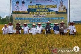 Anticipating El Nino, Kotabaru farmers sucessfully harvest rice