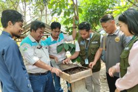 Manisnya Usaha Lebah Kelulut di Desa Lasung Batu