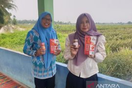 Inalum galakan UP2K di sentra cabai Kabupaten Batu Bara