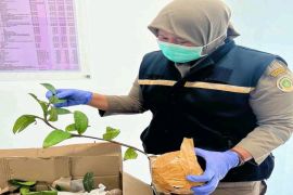 Karantina Pertanian Timika periksa 12 batang sarang semut tujuan ke Bogor