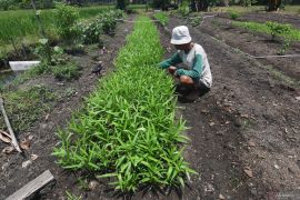 Budidaya Sayur Organik Binaan PT Vale Indonesia Page 2 Small