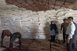 Gunungkidul percepat penyaluran benih padi dukung masa tanam