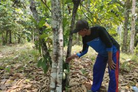 Pemanfaatan hutan untuk cadangan pangan Indonesia