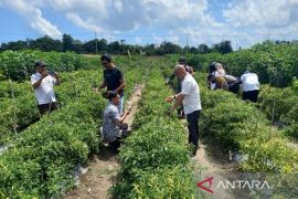 Produksi cabai lokal Bangka Belitung surplus