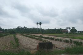 Petani sayur di Pekanbaru terdampak cuaca ekstrem