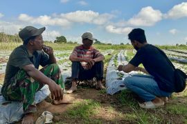 Mahasiswa ULM ciptakan aplikasi "Nyayur" tingkatkan produksi petani