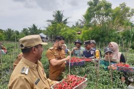 Panen Perdana Cabai Merah di Desa Naleung Mameh, Pj Wali Kota Lhokseumawe ikut hadir