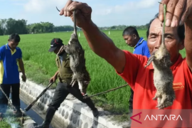 Hama tikus menyerang sawah seluas 457 hektare di Karawang