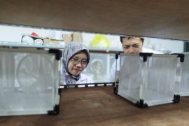 Teknik nyamuk mandul, strategi BRIN tekan demam berdarah