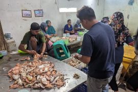 Rajungan kupas di Serang jadi produk andalan ekspor