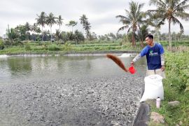 Sulham: Pelihara ikan nila sentuhan EM4 beri hasil menjanjikan