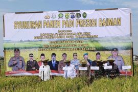 Petani Banjarmasin berhasil kembangkan padi unggul Mekongga