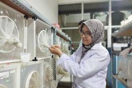 Radiasi nuklir mampu mandulkan nyamuk DBD