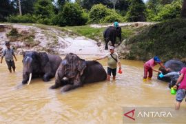 SKK Migas dan PHR komitmen menjaga kelestarian Gajah Sumatera