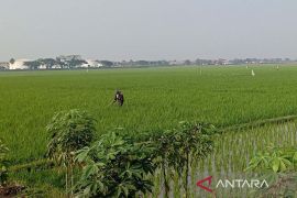 Dinas Pertanian sebut Cilacap tetap surplus padi hingga akhir 2023