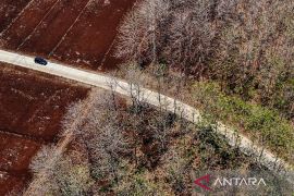 Hutan jati di Bojonegoro meranggas