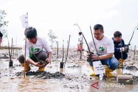 PT Timah - Polres Bangka Barat tanam 5.000 mangrove