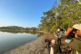 Burung air belahan bumi utara ditemukan bermigrasi di Cagar Alam Panua