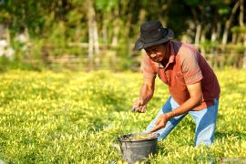 Harga cabai rawit jenis Dewata naik drastis di Gorontalo