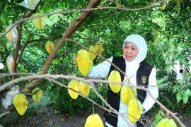 Gubernur Khofifah apresiasi agrowisata belimbing Blitar destinasi andalan