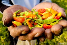Harga cabai rawit di Situbondo tembus Rp70.000 per kilogram