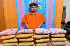 Polres Madina tangkap kurir ganja asal Sumbar, 16 kilogram ganja diamankan