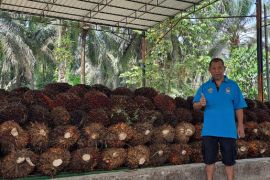 Melihat kesejahteraan mitra PT SLS di Pelalawan