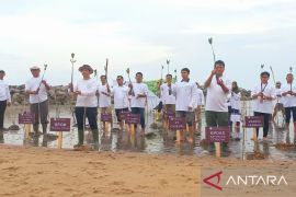 BPOM Pangkalpinang tanam 1.000 bibit mangrove wujudkan transformasi net zero carbon