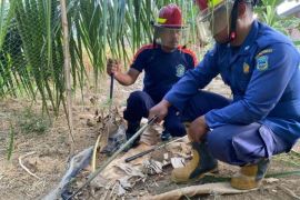 Ular kobra sembur seorang pelajar SMP di Pacitan