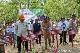 BPOM Manokwari tanam 500 bibit mangrove wujudkan netralitas karbon