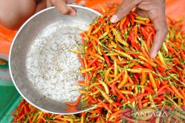 Harga cabai rawit di Gorontalo naik