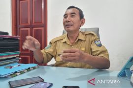 Kabupaten Manokwari pulih dari wabah virus ASF