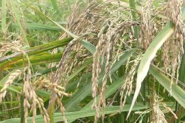 Kalsel kejar peningkatan produksi padi dengan tanam padi unggul