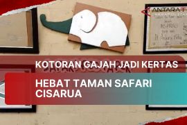Kotoran gajah di Taman Safari diolah jadi kertas