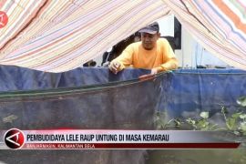 Pembudi daya lele raup untung di masa kemarau