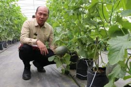 Advertorial- Upaya nyata majukan pertanian Tapanuli Utara