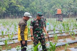 Kodim 1008/Tabalong berikan pendampingan program pengembangan tanaman hortikultura