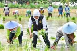 Khofifah apresiasi penanaman padi Inpari 32 gunakan pupuk organik