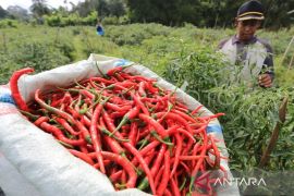 BPS: Cabai merah penyumbang dominan deflasi Aceh pada Oktober 2023