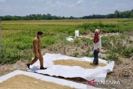 HSU catat hasil produksi padi hingga Oktober capai 33.062 ton