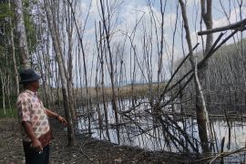 Tambang PT Ciracap rusak pohon karet di Desa Kinarum Tabalong