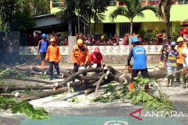 Antisipasi tumbang, puluhan pohon dijember dipangkas