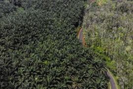 Peremajaan sawit bantu tingkatkan ketahanan industri sawit