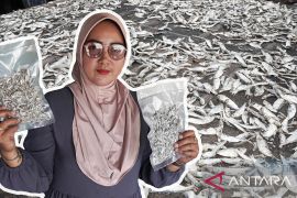 Usaha Perebusan Ikan Asin Dewi Maju Bersama PT Timah Tbk, Bisa Produksi Ikan Asin Ratusan Kilo Perhari