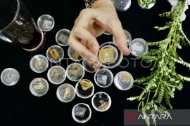 Daun johar diteliti BRIN sebagai obat baru untuk penyakit malaria