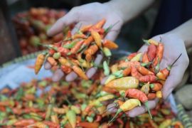 BPS minta Pemkot Madiun kendalikan harga cabai yang naik