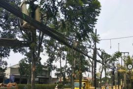 Disbudpar Tangerang menerjunkan tim awasi pohon rawan tumbang saat hujan